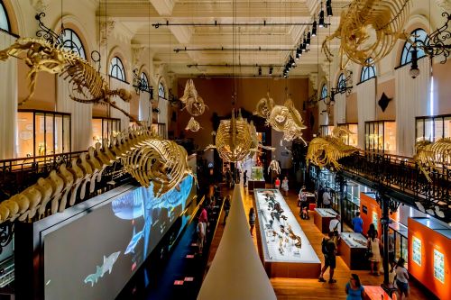 La salle de La Baleine du muse ocanographique de Monaco avec son squelette de rorqual et ses collections uniques