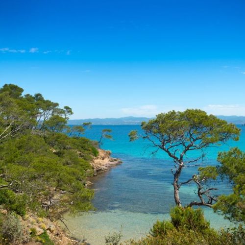 Une crique sauvage avec des eaux claires et des pins sur l'le de Porquerolles dans le sud de la France