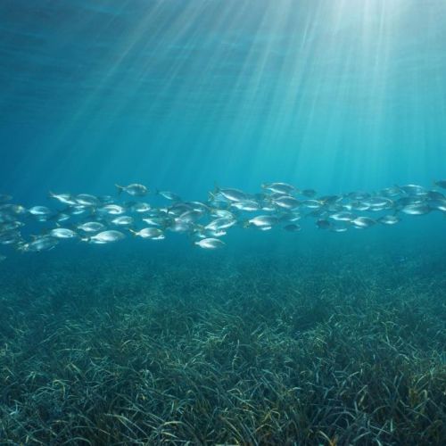 Un banc de poissons dans la rserve de Port-Cros, un lieu propice au snorkeling