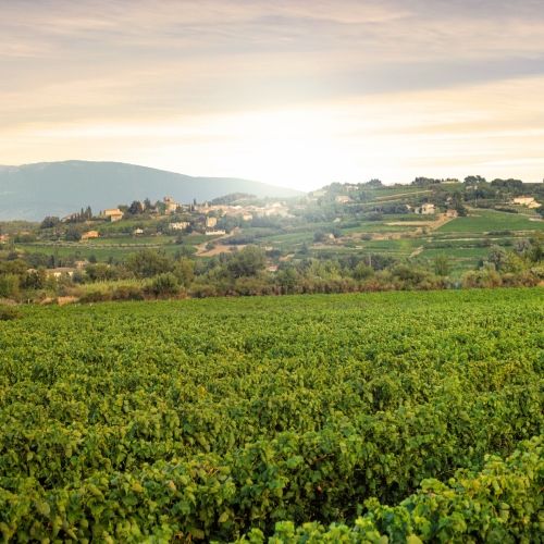 Vignoble de Provence dans le sud de la France