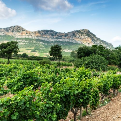 Un vignoble dans la rgion viticole du nord de la Corse