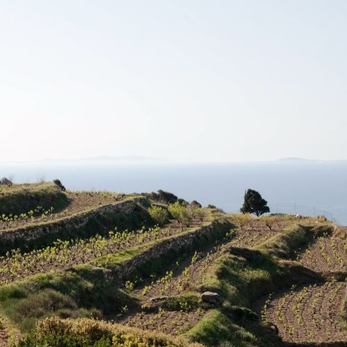 Une vignoble des les ioniennes en Grce avec un panorama sur la mer