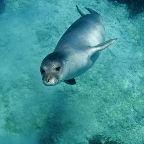 Un phoque moine dans les eaux de la Mditerrane