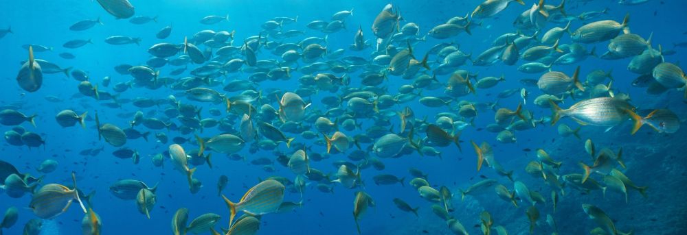 Un banc de poissons en mer Mditerrane