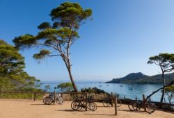 Des vlos de location contre un pin parasol sur l'le de Porquerolles, une activit  ne pas manquer durant votre location de yacht