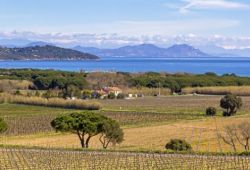 Les vignobles du golfe de Saint-Tropez qui produisent certains des meilleurs vins ros de Provence