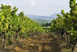 Un sentier au milieu des vignes de Provence