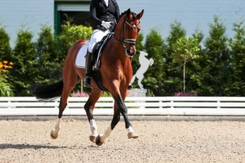 Un cavalier  cheval lors d'une preuve du Monte-Carlo International Jumping