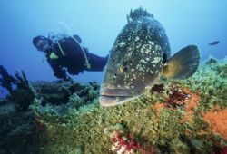 Plonge sous-marine avec un mrou dans les les Lavezzi en Corse