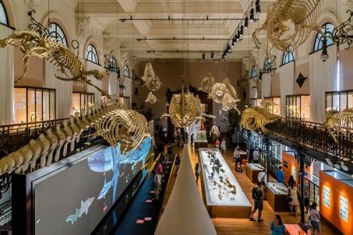 La salle de la Baleine et ses squelettes au Muse ocanographique de Monaco